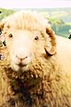sheep-cinemacon